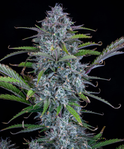 mephisto auto chemdogging