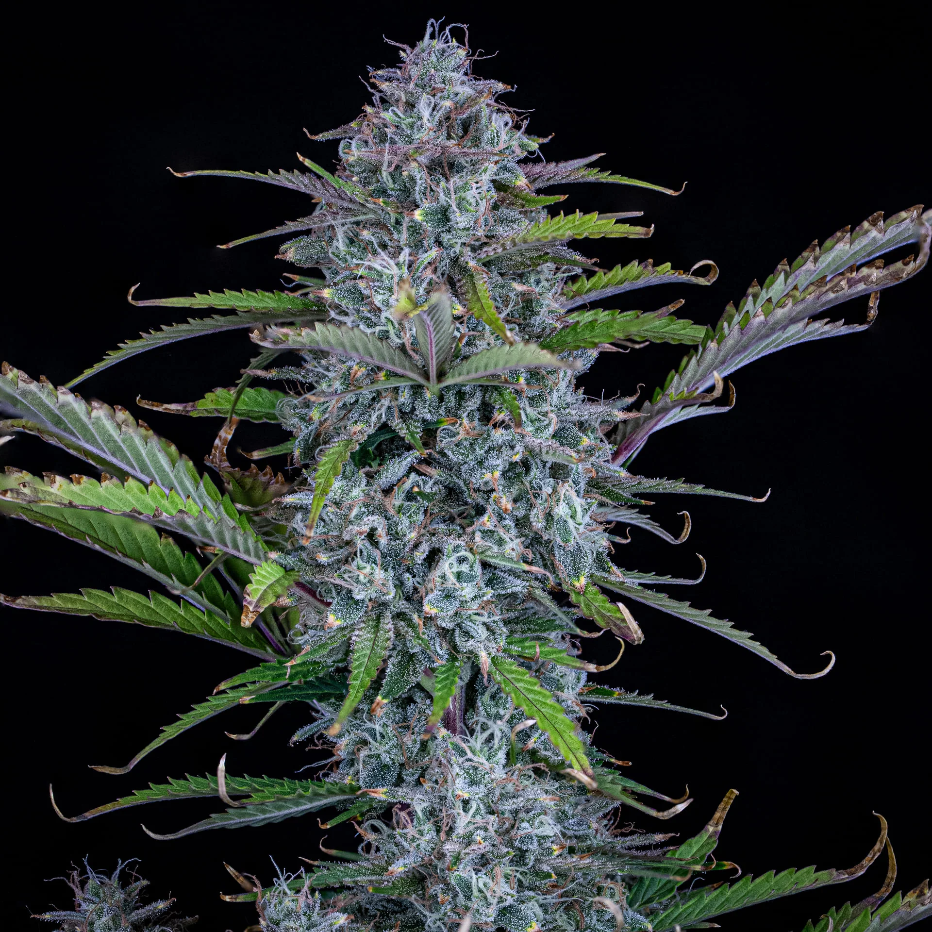 mephisto auto chemdogging