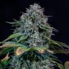mephisto auto cremedelachem