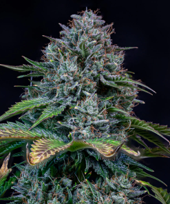 mephisto auto cremedelachem