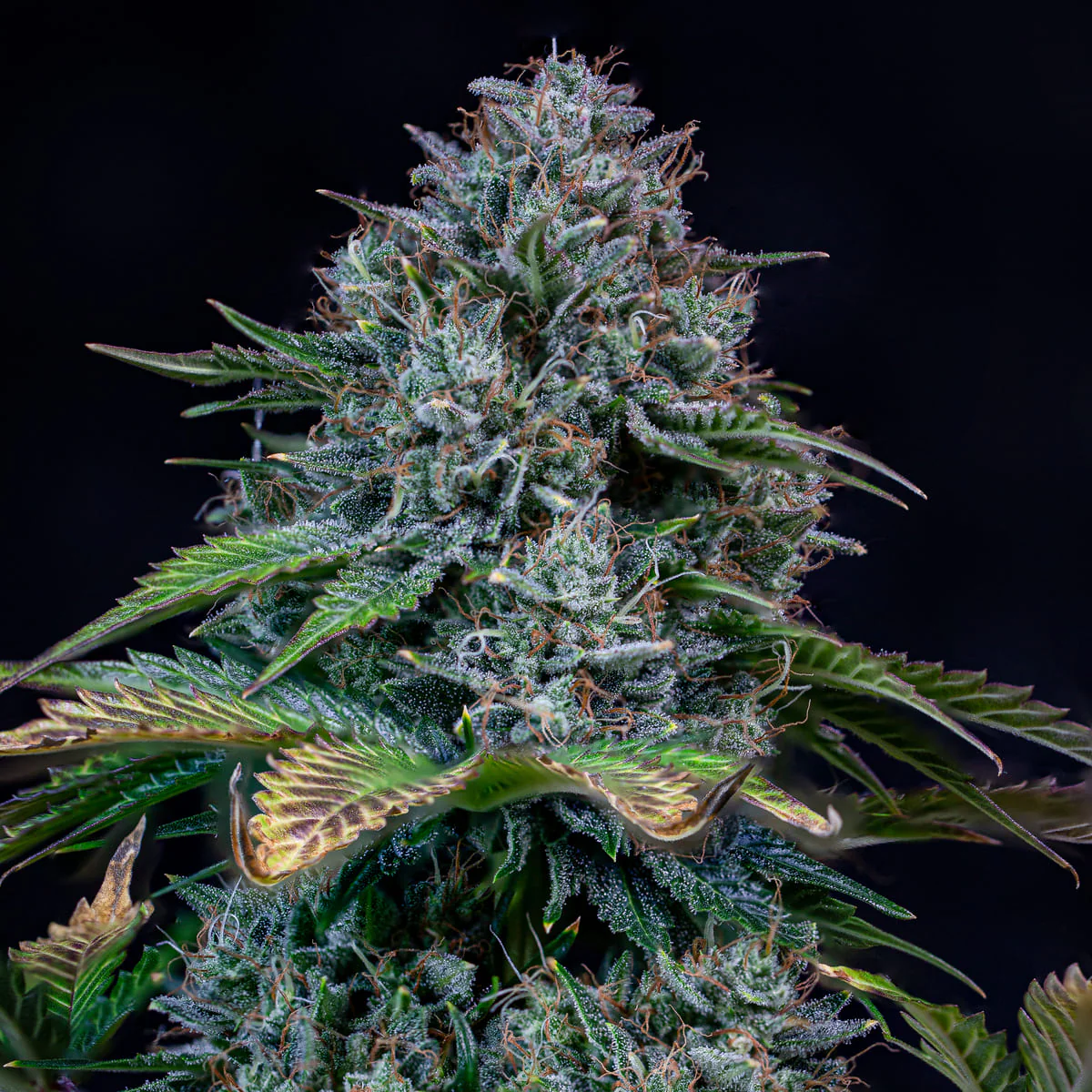 mephisto auto cremedelachem