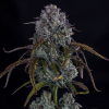 mephisto auto dos si delirium