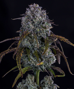 mephisto auto dos si delirium