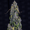 mephisto auto fantasmo express
