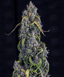 mephisto auto fantasmo express