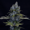 mephisto auto forgottencookies