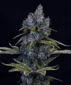 mephisto auto forgottencookies