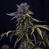 mephisto auto ghosttoof