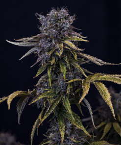 mephisto auto ghosttoof