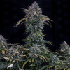 mephisto auto goldglue