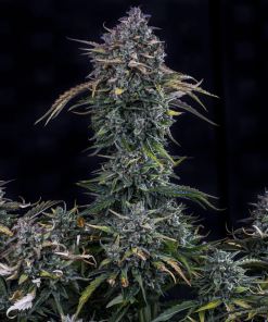 mephisto auto goldglue