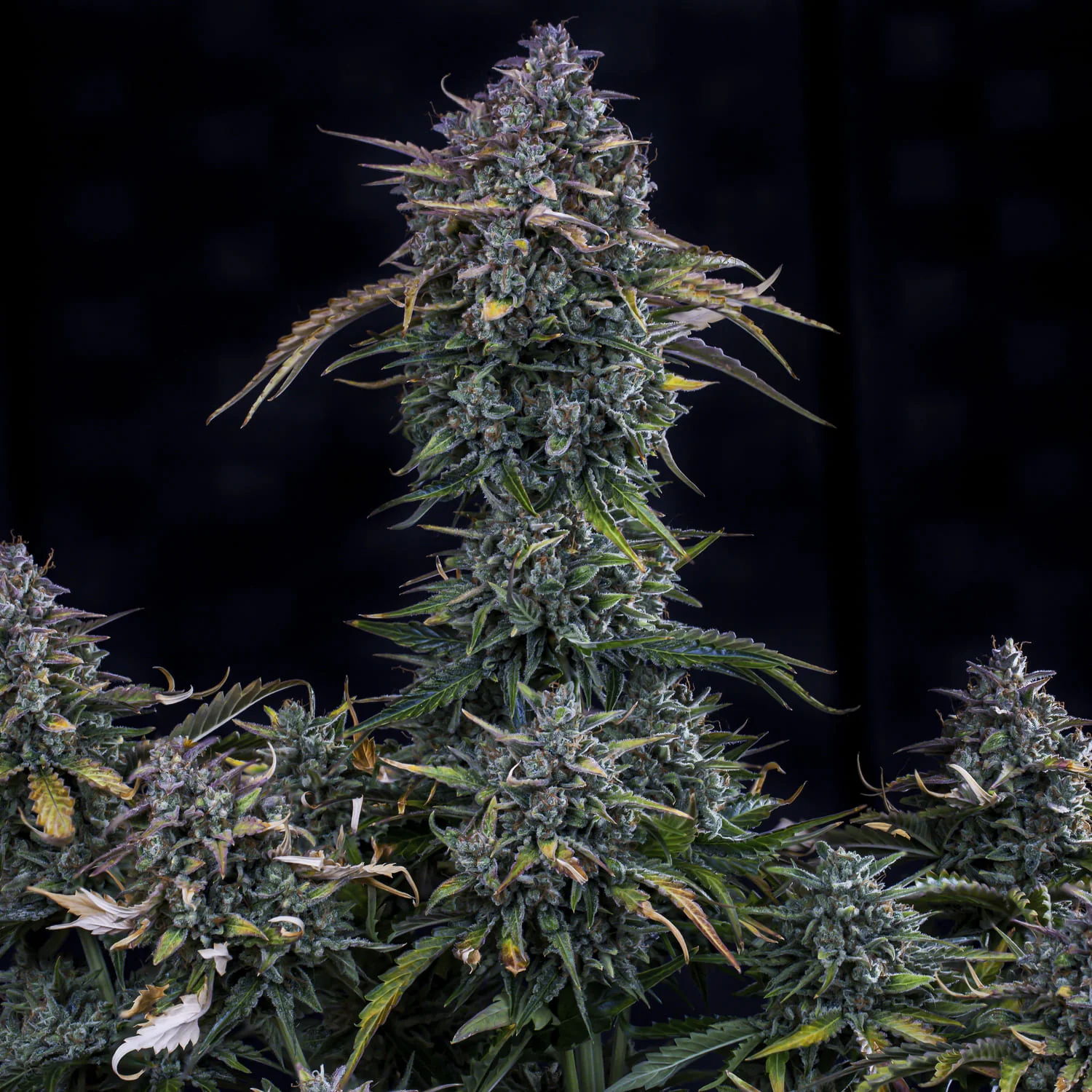 mephisto auto goldglue