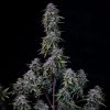 mephisto auto grapecrinkle