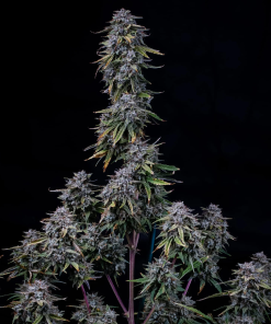 mephisto auto grapecrinkle