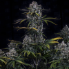 mephisto auto hubbabubbahaze