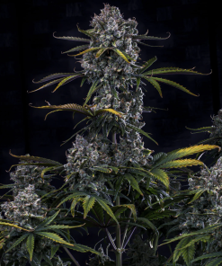 mephisto auto hubbabubbahaze