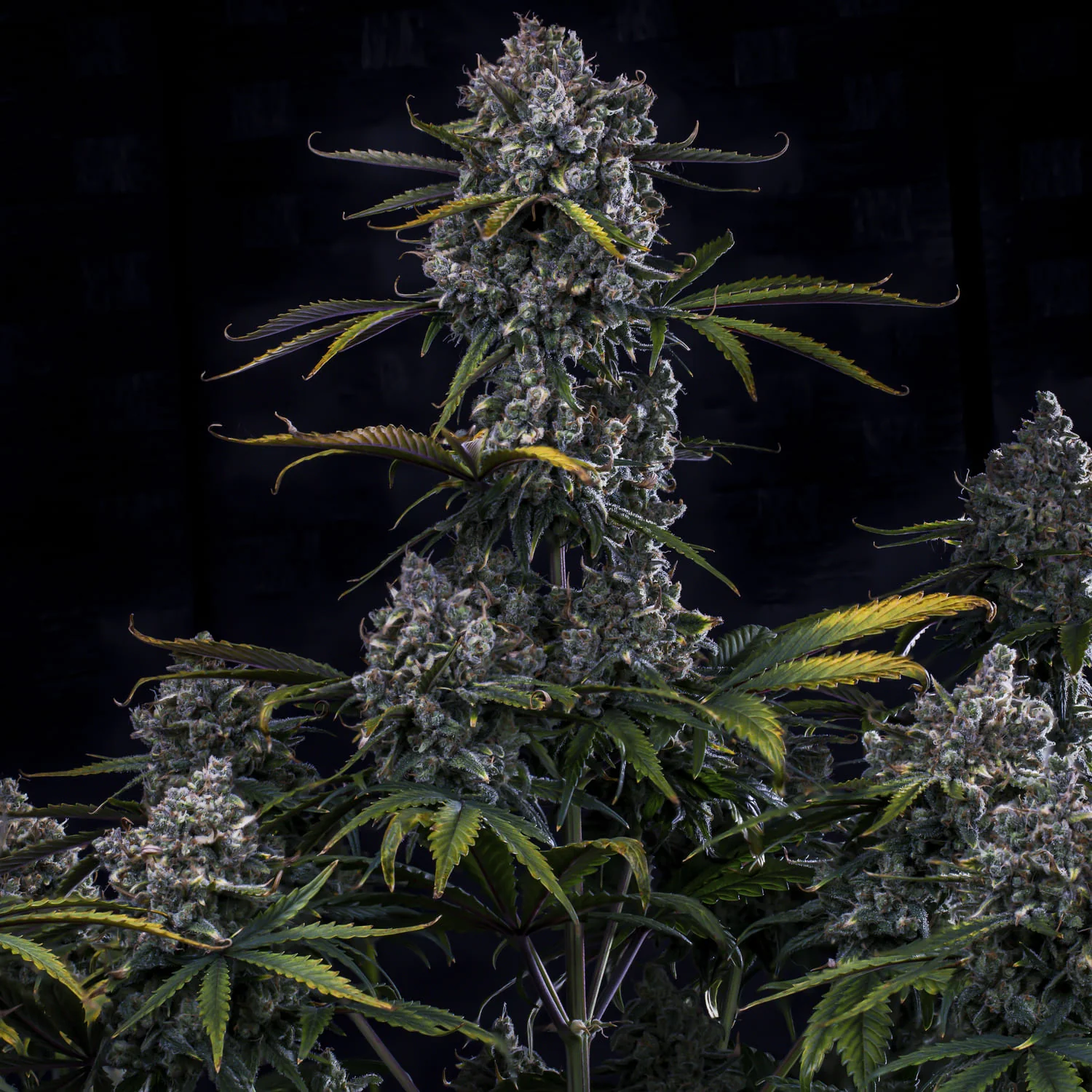 mephisto auto hubbabubbahaze