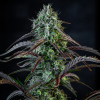 mephisto auto iced n baked