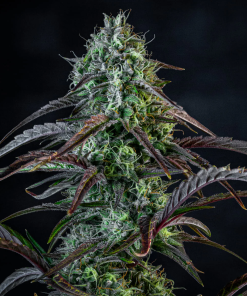 mephisto auto iced n baked