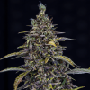 mephisto auto jacobs remedy