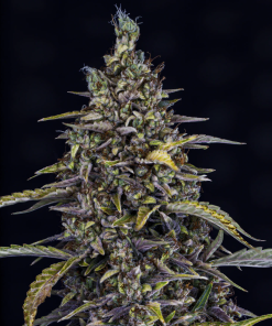 mephisto auto jacobs remedy