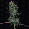 mephisto auto kiwi lime 1
