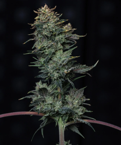 mephisto auto kiwi lime 1
