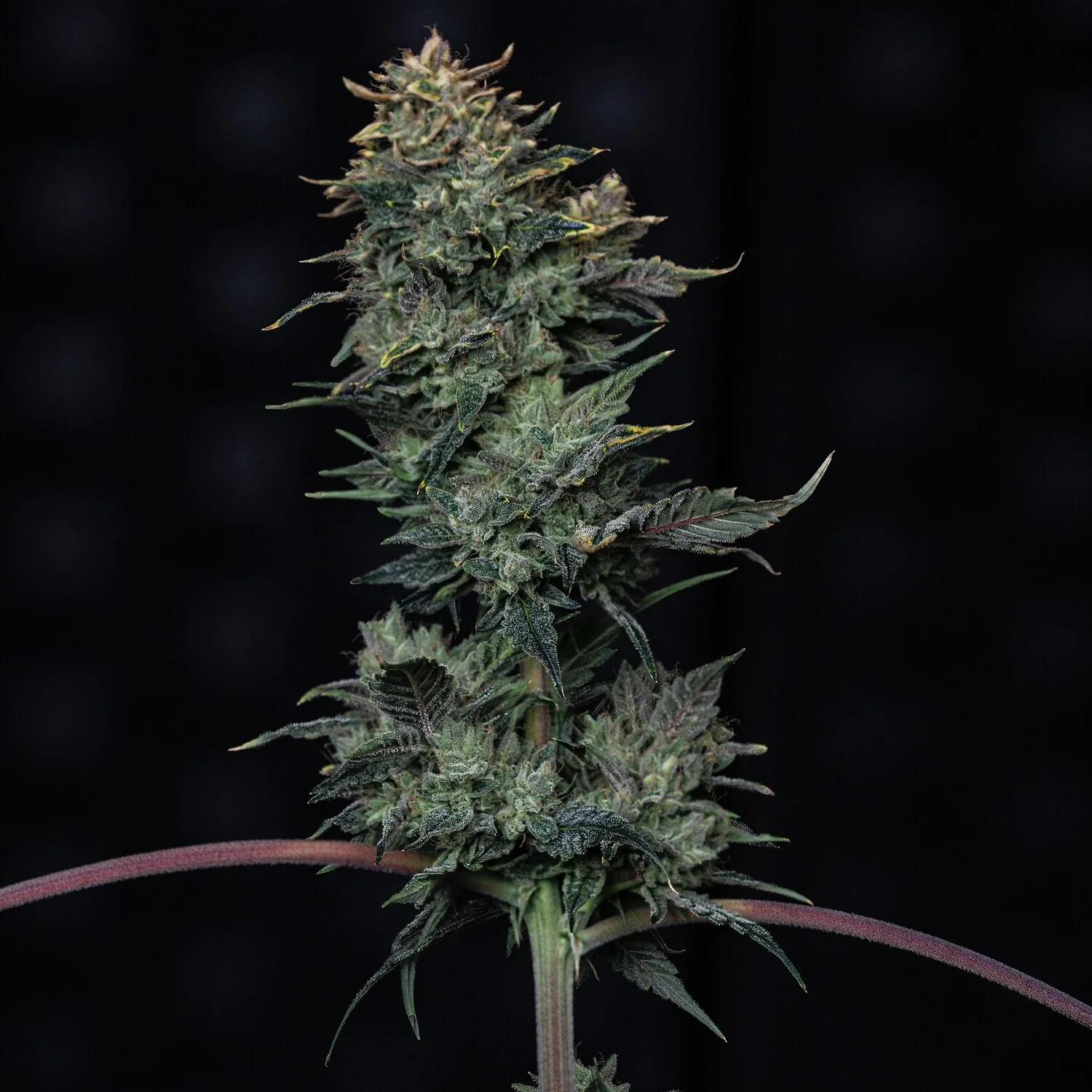 mephisto auto kiwi lime 1