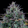 mephisto auto livers bx1