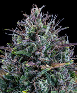 mephisto auto livers bx1