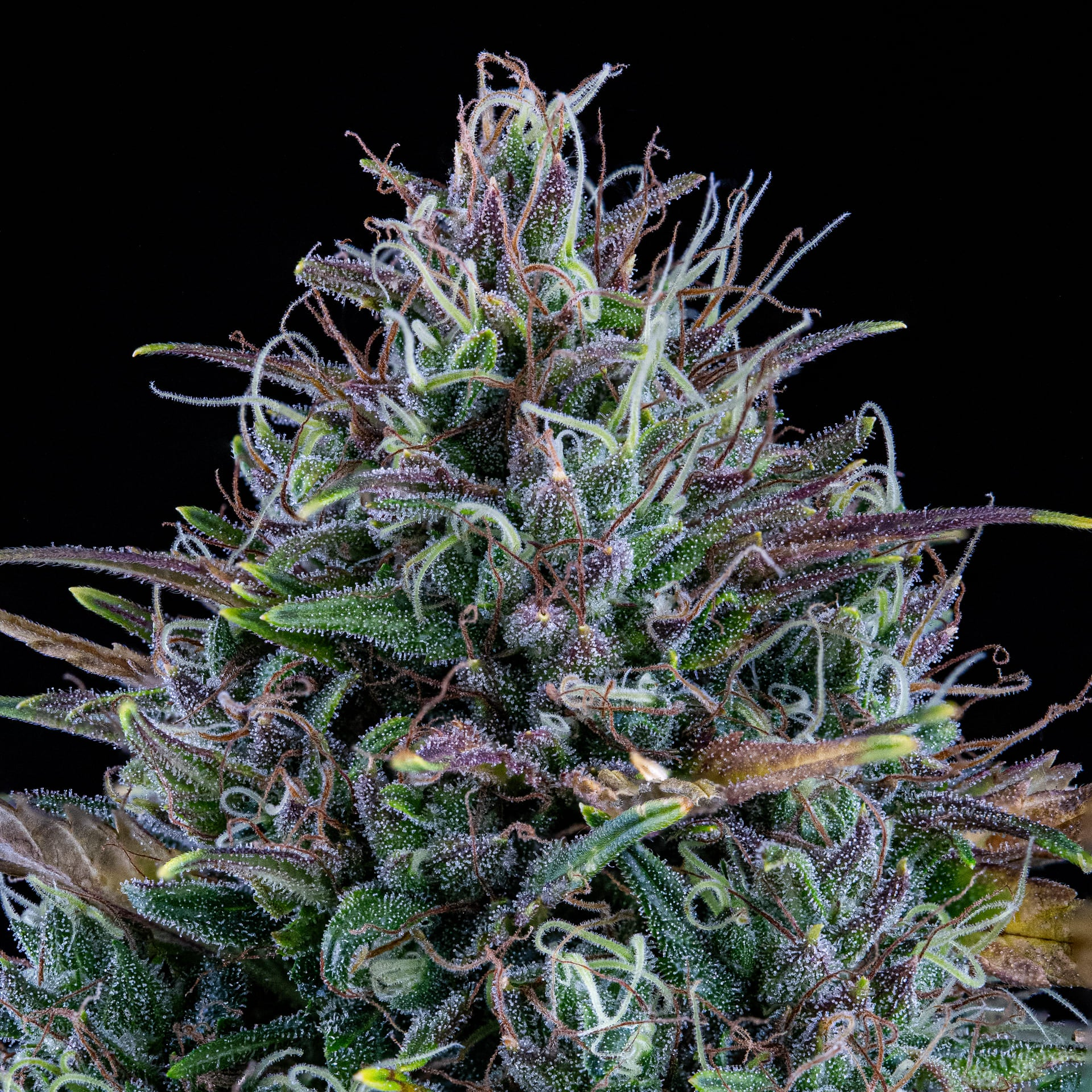 mephisto auto livers bx1