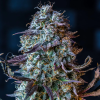 mephisto auto mephistos wedding