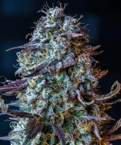 mephisto auto mephistos wedding