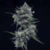 mephisto auto old school blues
