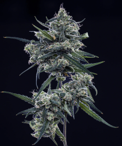mephisto auto old school blues