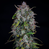 mephisto auto old school mango haze