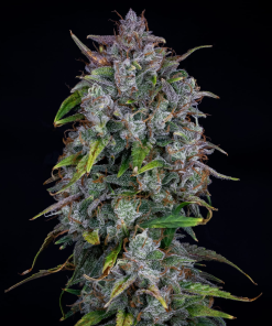 mephisto auto old school mango haze