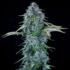 mephisto auto orange diesel