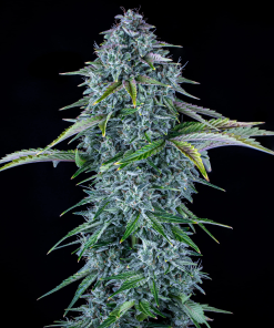 mephisto auto orange diesel