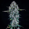 mephisto auto piglettas purple haze