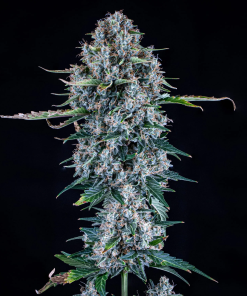 mephisto auto piglettas purple haze