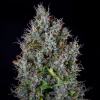 mephisto auto pink panama