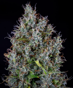 mephisto auto pink panama