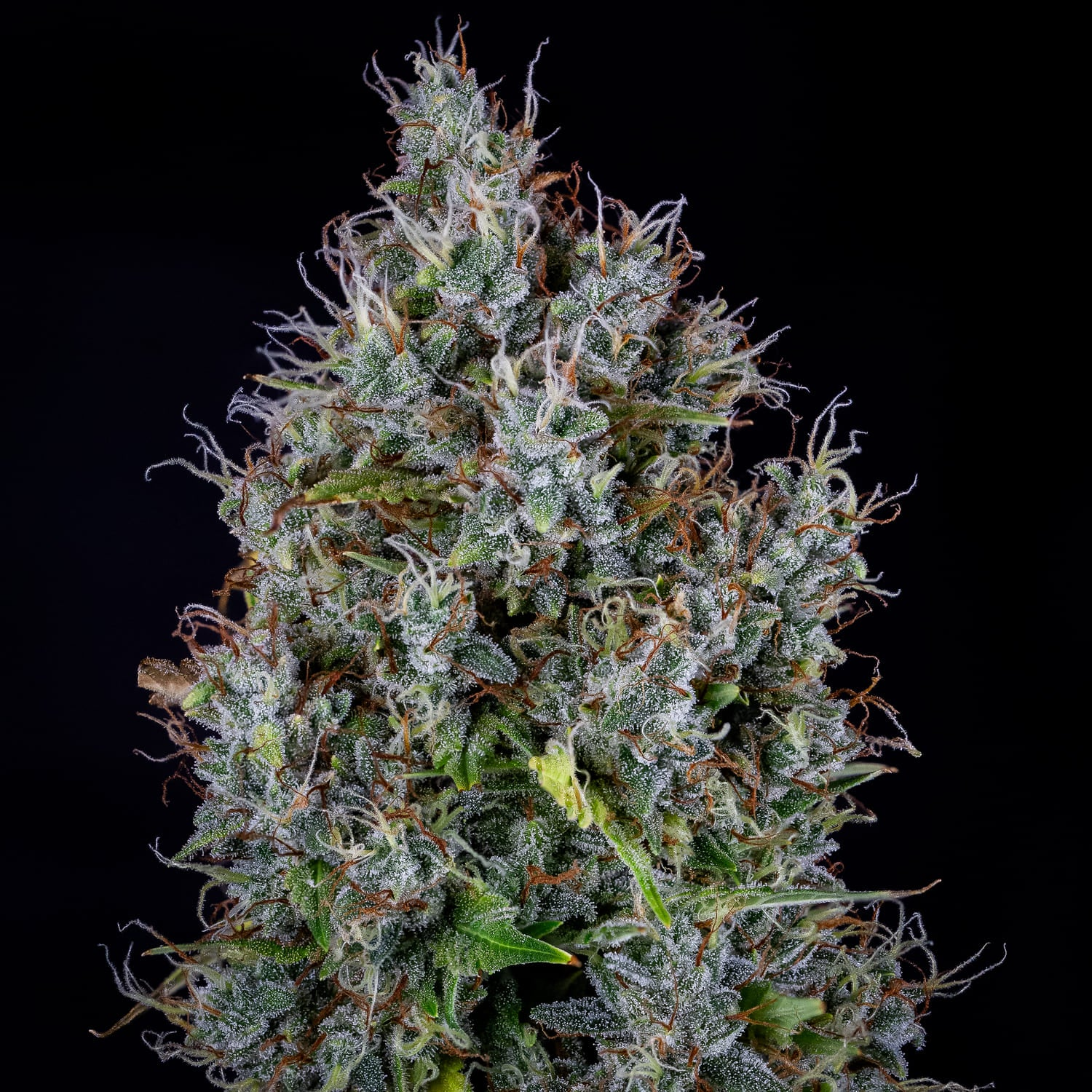 mephisto auto pink panama