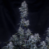 mephisto auto pinot noir