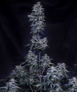 mephisto auto pinot noir