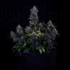 mephisto auto ravenberry