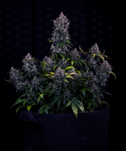 mephisto auto ravenberry
