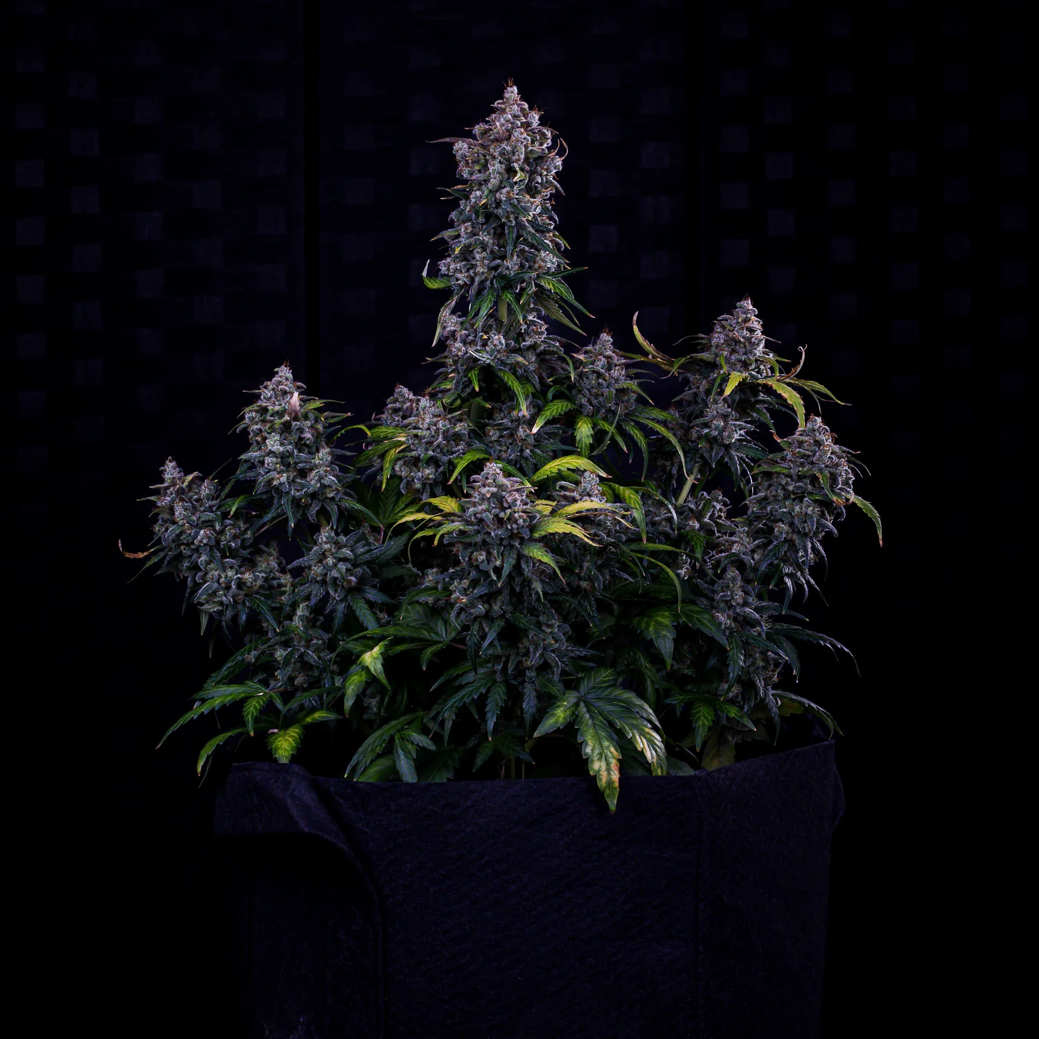 mephisto auto ravenberry