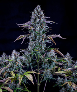 mephisto auto ripleys og